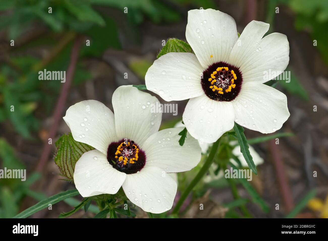 Flower-of-an-hour (Hibiscus trionum). Called Bladder hibiscus, Bladder ketmia, Bladder weed, Modesty, Puarangi, Shoogly and Venice mallow also Stock Photo