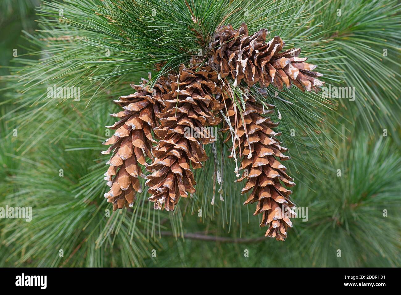 Ayacahuite pine (Pinus ayacahuite). Called  Mexican white pine also. Included in International Union for Conservation of Nature Red list of Threatened Stock Photo