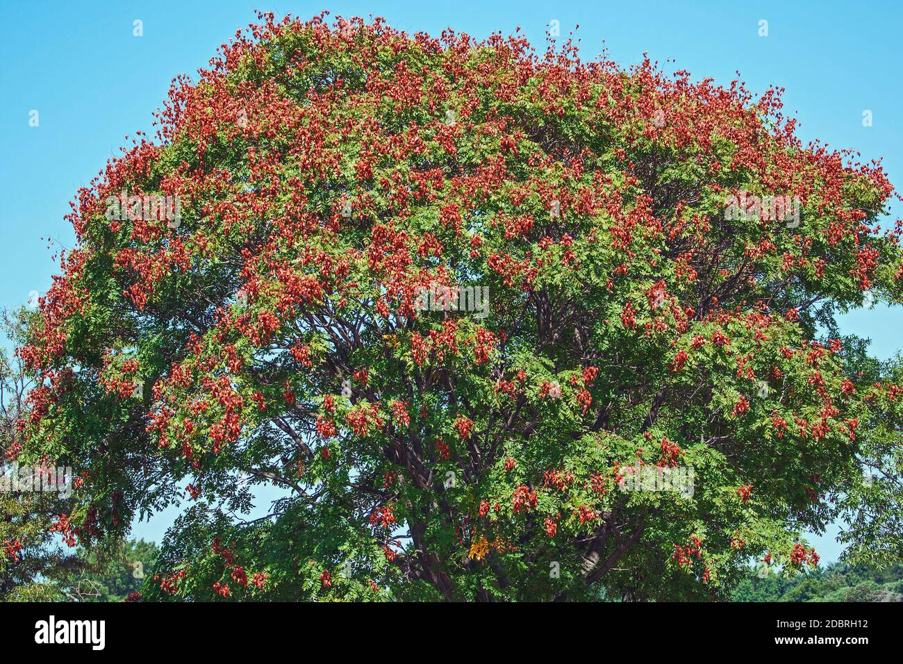 Goldenrain tree (Koelreuteria paniculata). Called Pride of India, China tree and Varnish tree