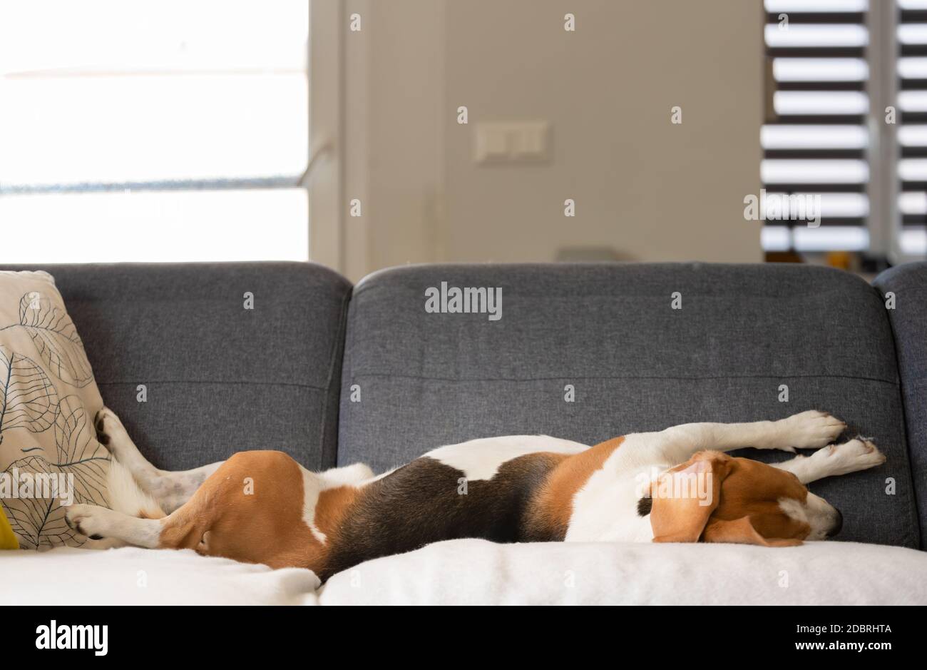Beagle dog falling asleep and take some rest in funny position