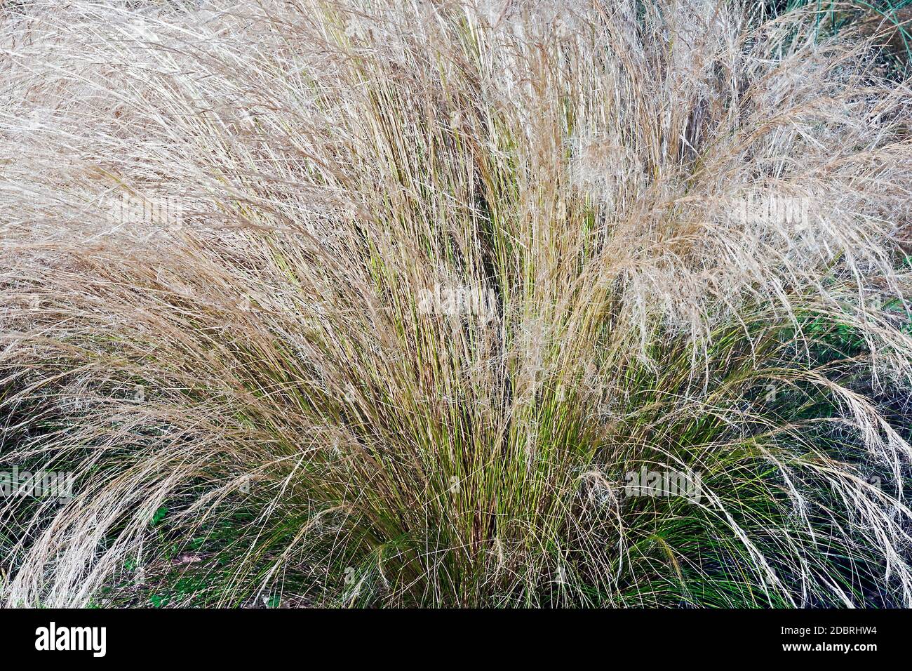 Mexican feathergrass (Nassella tenuissima). Called Finestem needlegrass, Fineleaved nassella  and Argentine needle-grass also Stock Photo