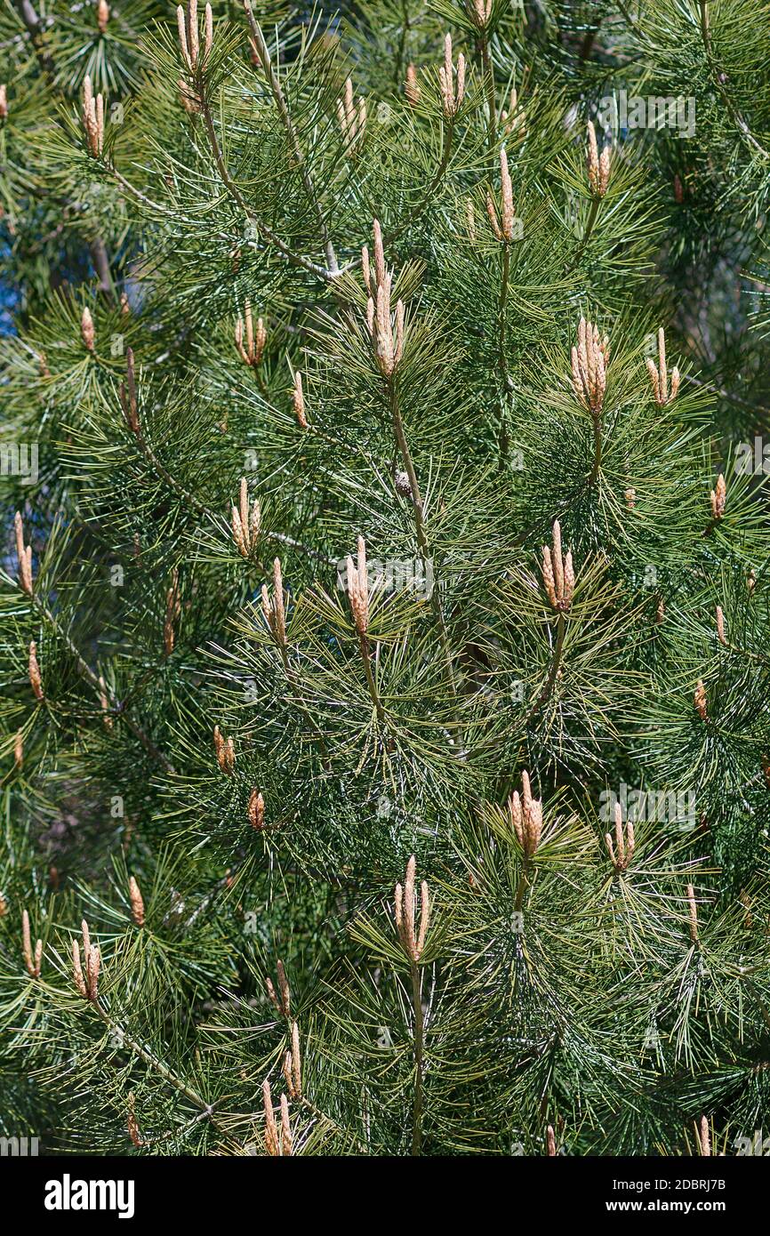 Lace-bark pine (Pinus bungeana) Stock Photo