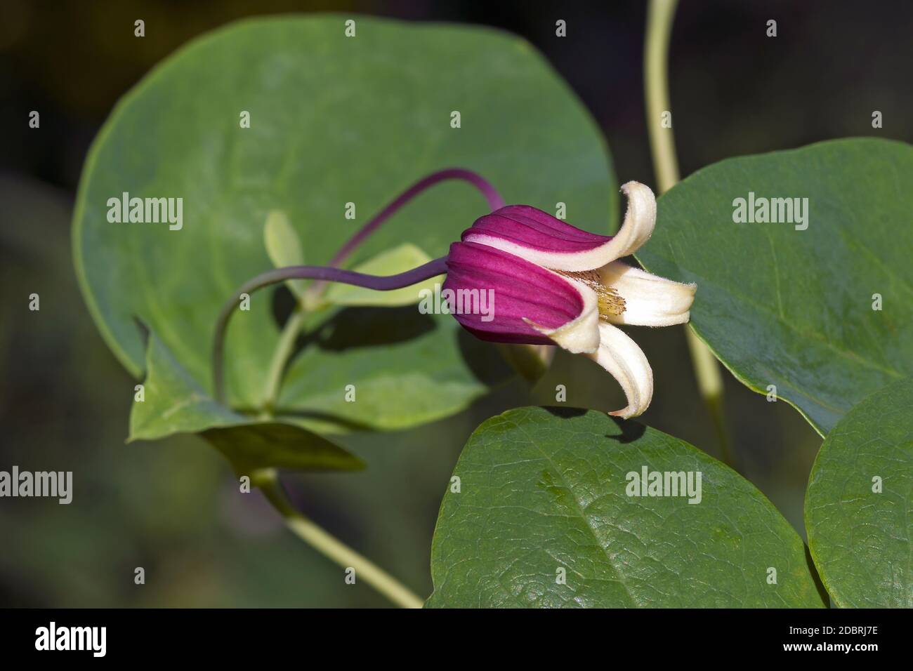 Whiteleaf Leather flower (Clematis glaucophylla) Stock Photo