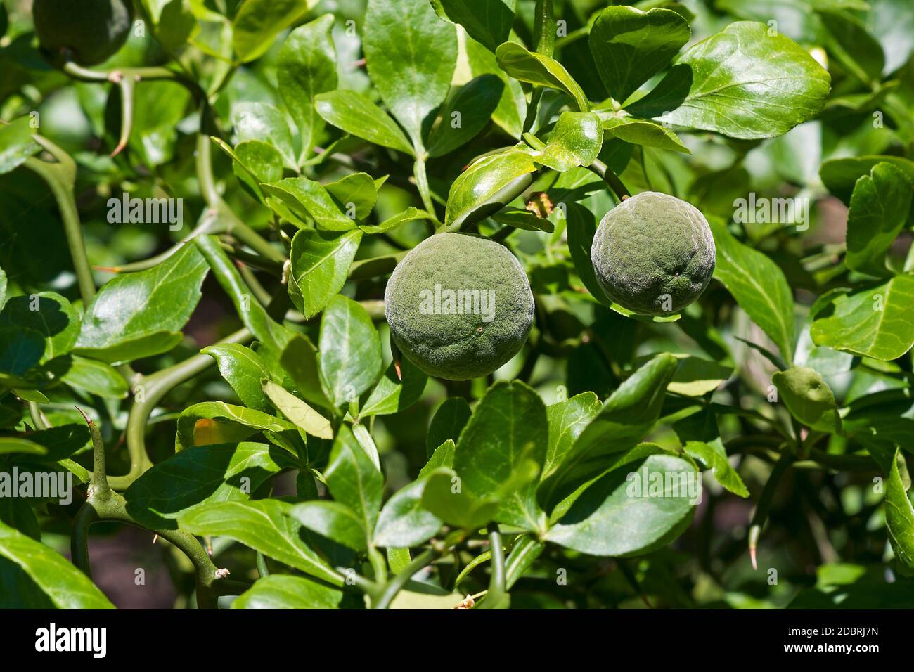 Trifoliate citrus (Poncirus trifoliata). Called Japanese bitter orange, Hardy orange and Chinese
