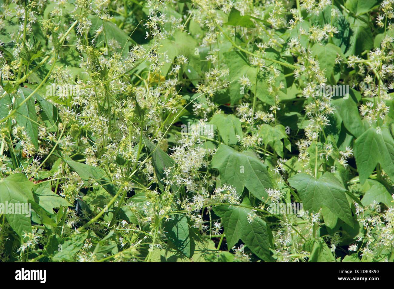 Thick thickets of echinocystis in garden. Leaf wall. Wild green liana. Green leaves of echinocystis. Blooming of echinocystis in summer Stock Photo