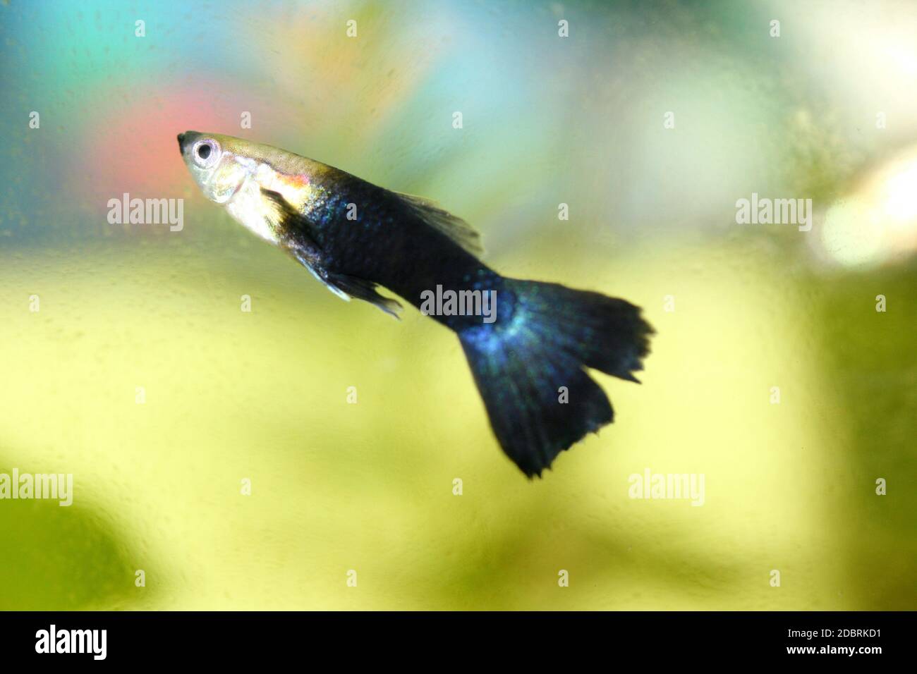 A male guppy (Poecilia reticulata), a popular freshwater aquarium fish Stock Photo