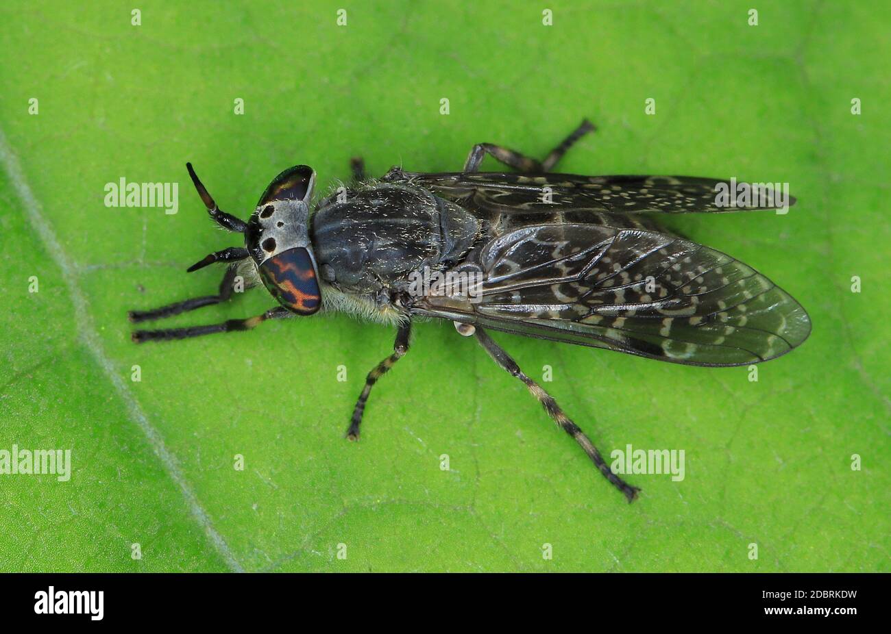 Common Horse Fly, Haematopota pluvialis, female Stock Photo Alamy