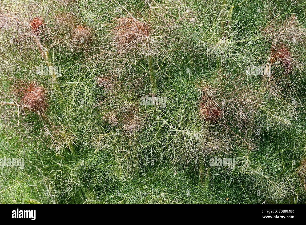 Smokey fennel (Foeniculum vulgare Dulce Rubrum). Called Bronze fennel also Stock Photo
