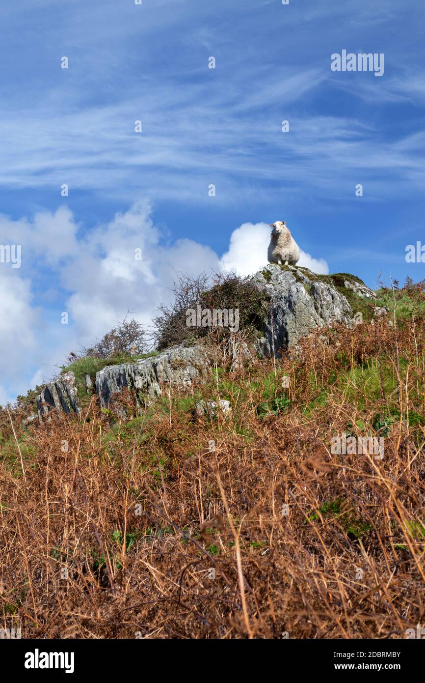 A lone sheep observing what is going on from the top of a hill in Wales Stock Photo