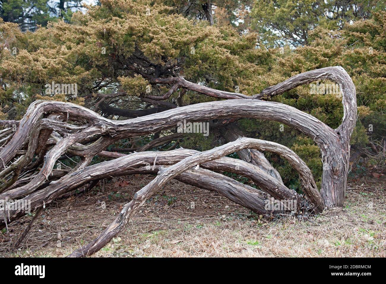 Savin juniper (Juniperus sabina). Called Savin also Stock Photo