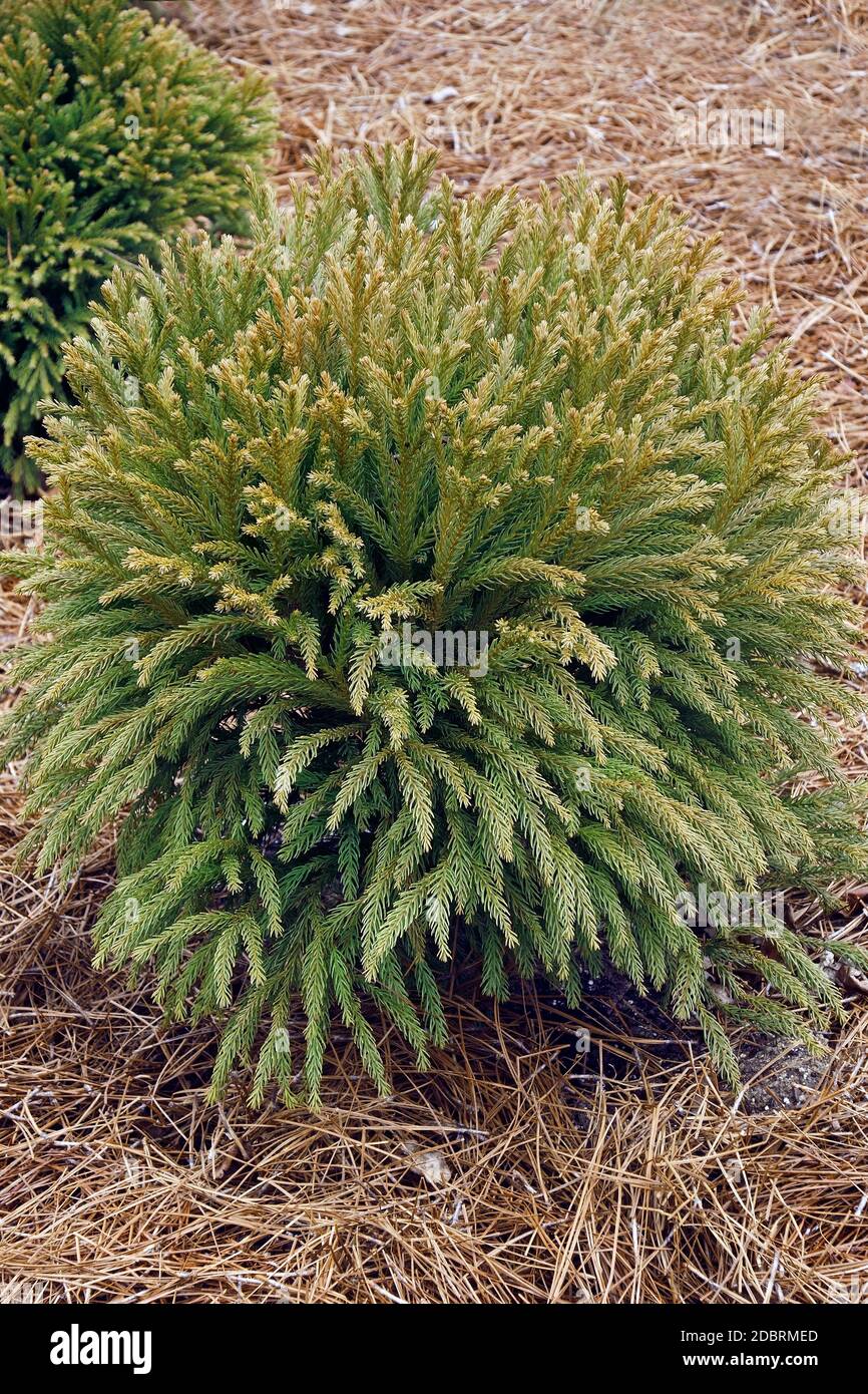 Dwarf Japanese cedar (Cryptomeria japonica 'Globosa Nana') Stock Photo