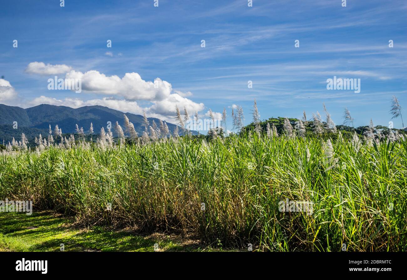 sugar cane field at Mossman, North Queensland, Australia Stock Photo