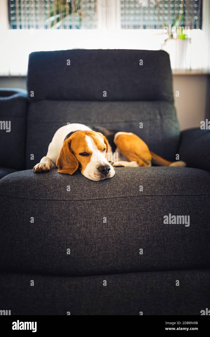 Lethargic dog hires stock photography and images Alamy