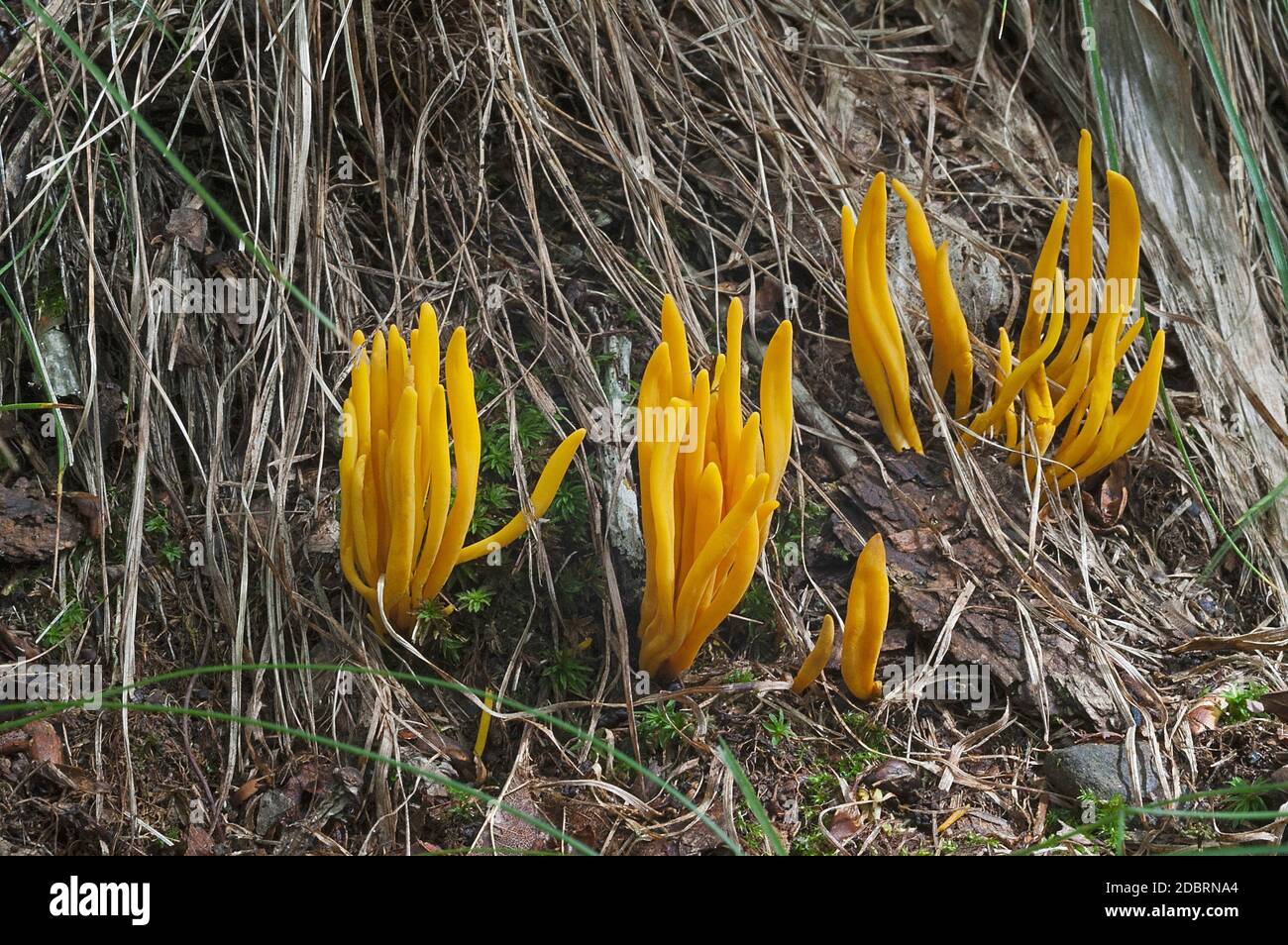 Golden spindles mushroom (Clavulinopsis fusiformis). Called Spindle-shaped yellow coral and Spindle-shaped fairy club also Stock Photo