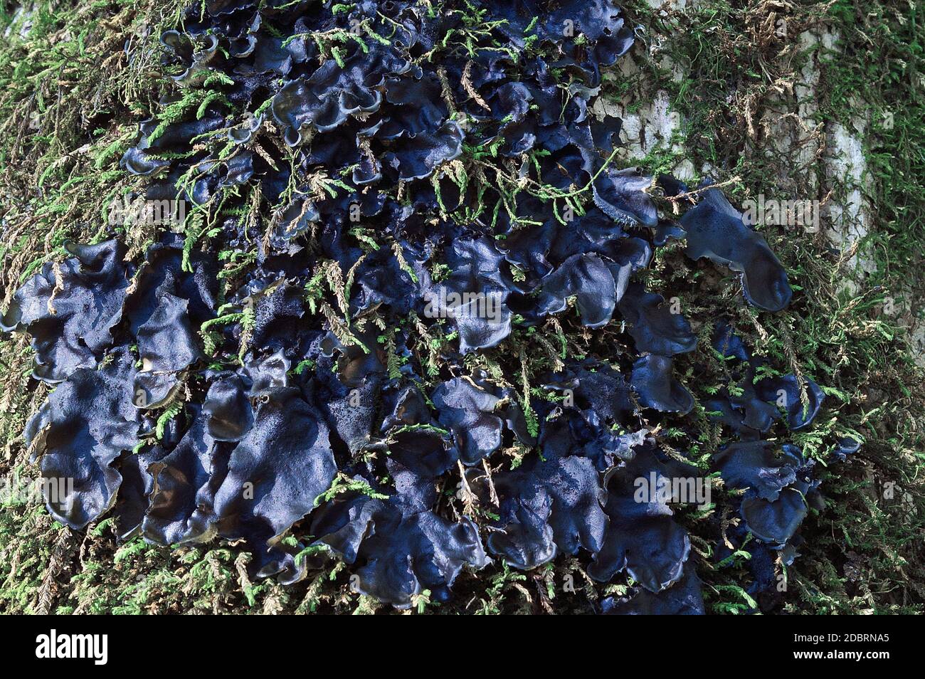 Jelly Lichen (Collema subflaccidum). Called Tree Jelly also. Stock Photo