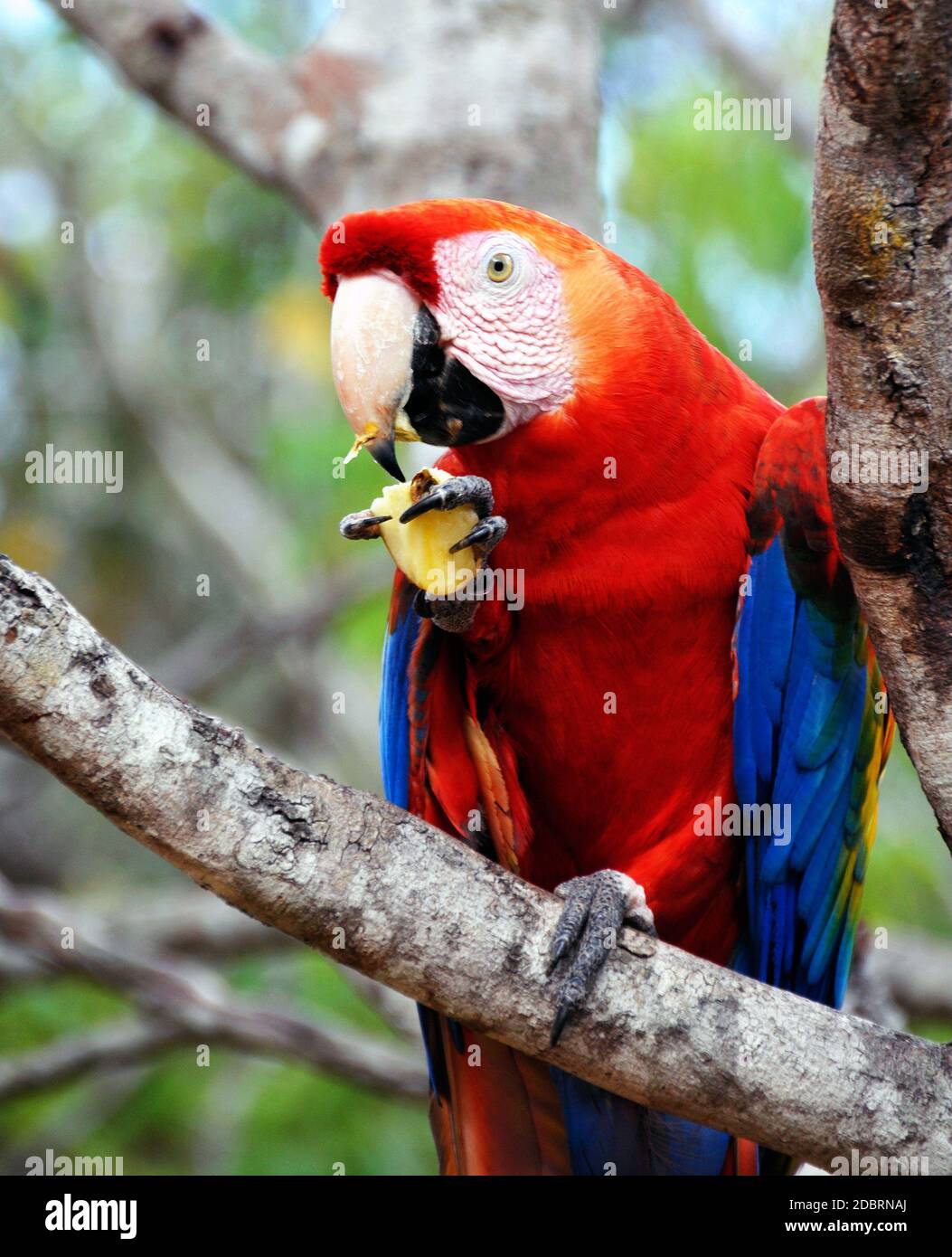 Parrot in the Amazon region of Brazil, Manaus Stock Photo