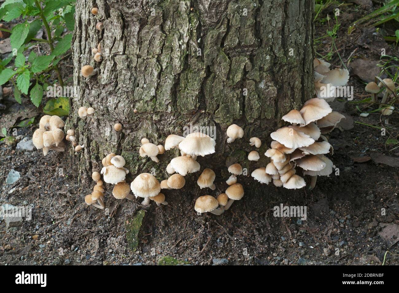 Pale brittlestem mushroom (Psathyrella candolleana Stock Photo Alamy