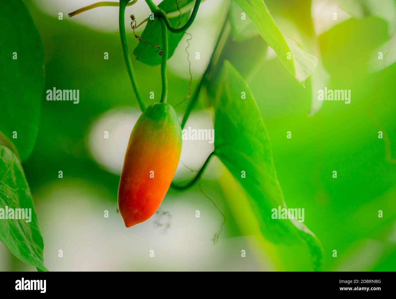 Ripe mature fruit of ivy gourd with green leaves and morning sunlight in garden. Tropical vine. Edible fruits. Closeup red fruit of ivy gourd ( Coccin Stock Photo