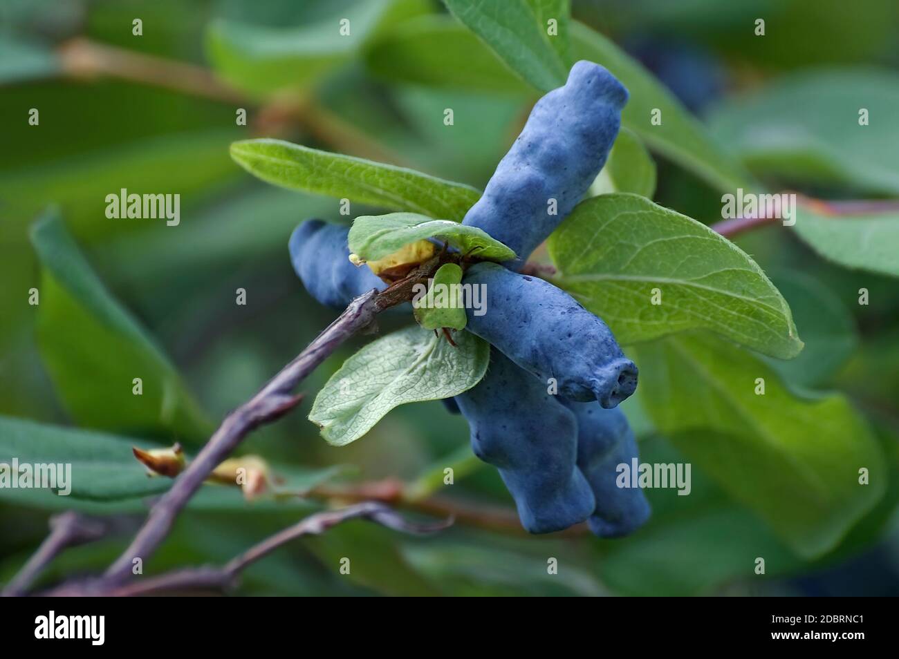 Blue honeysuckle (Lonicera caerulea var. edulis). Called Honeyberry, Blueberry honeysuckle