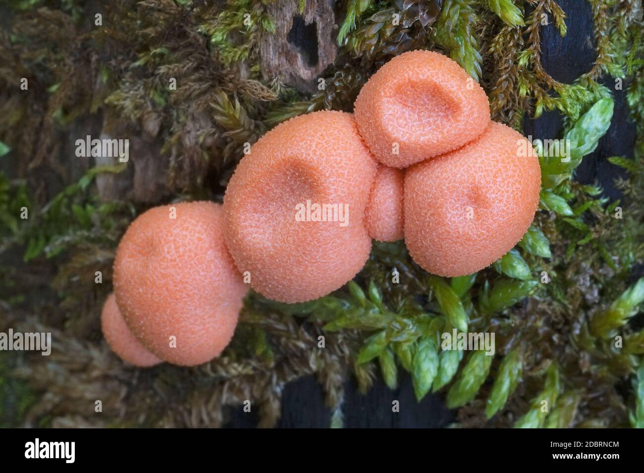 Wolf's milk slime mold (Lycogala epidendrum), orange stage. Called Groening's slime also Stock Photo
