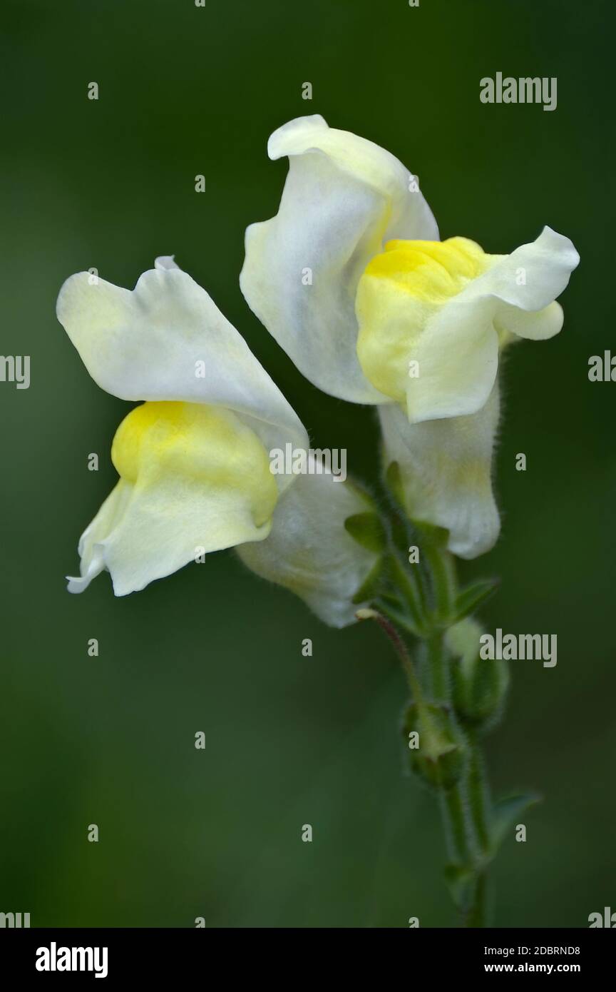 Common snapdragon flower (Antirrhinum majus). Stock Photo