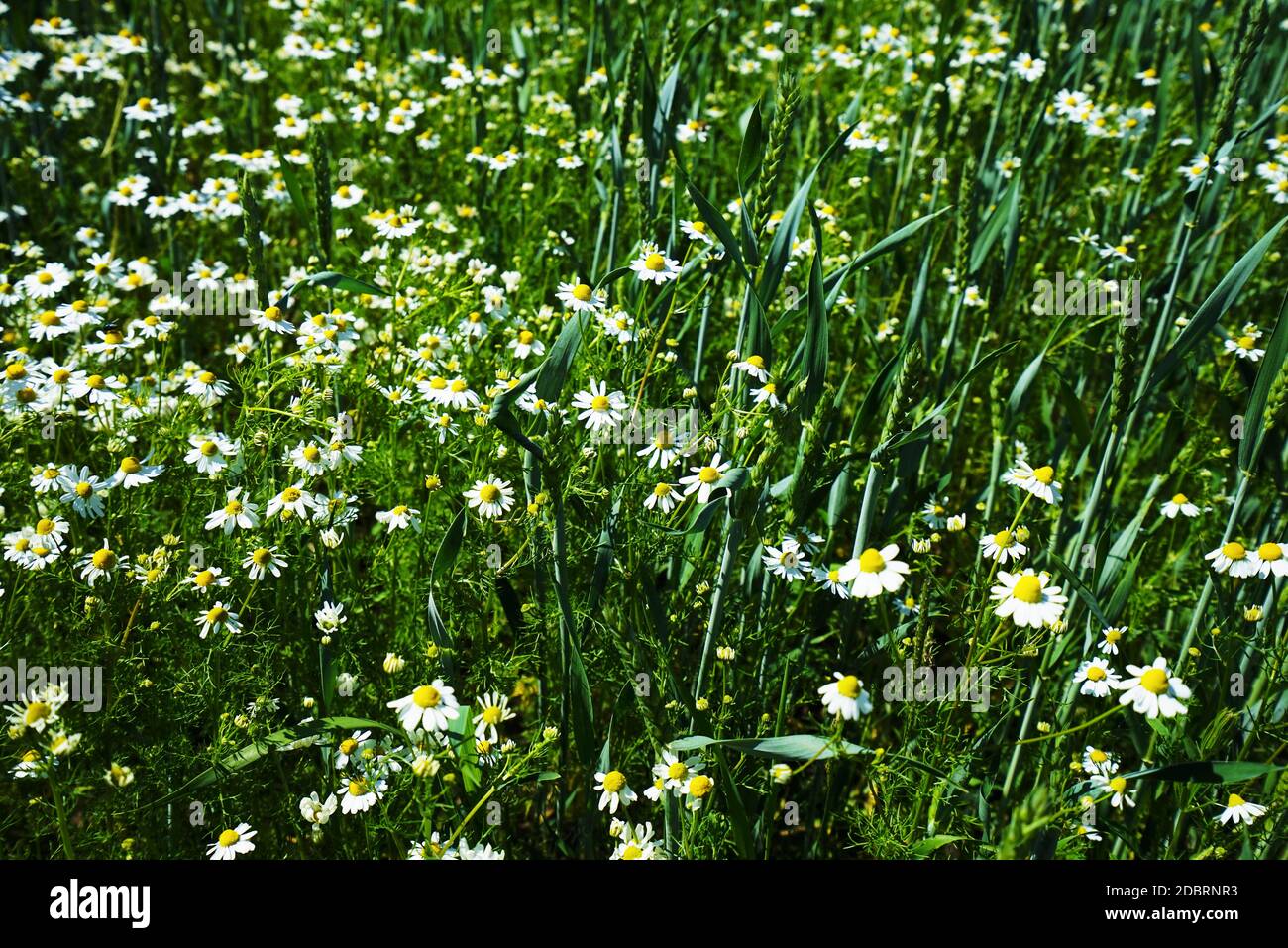 Chamomile under a blue sky in summer Stock Photo