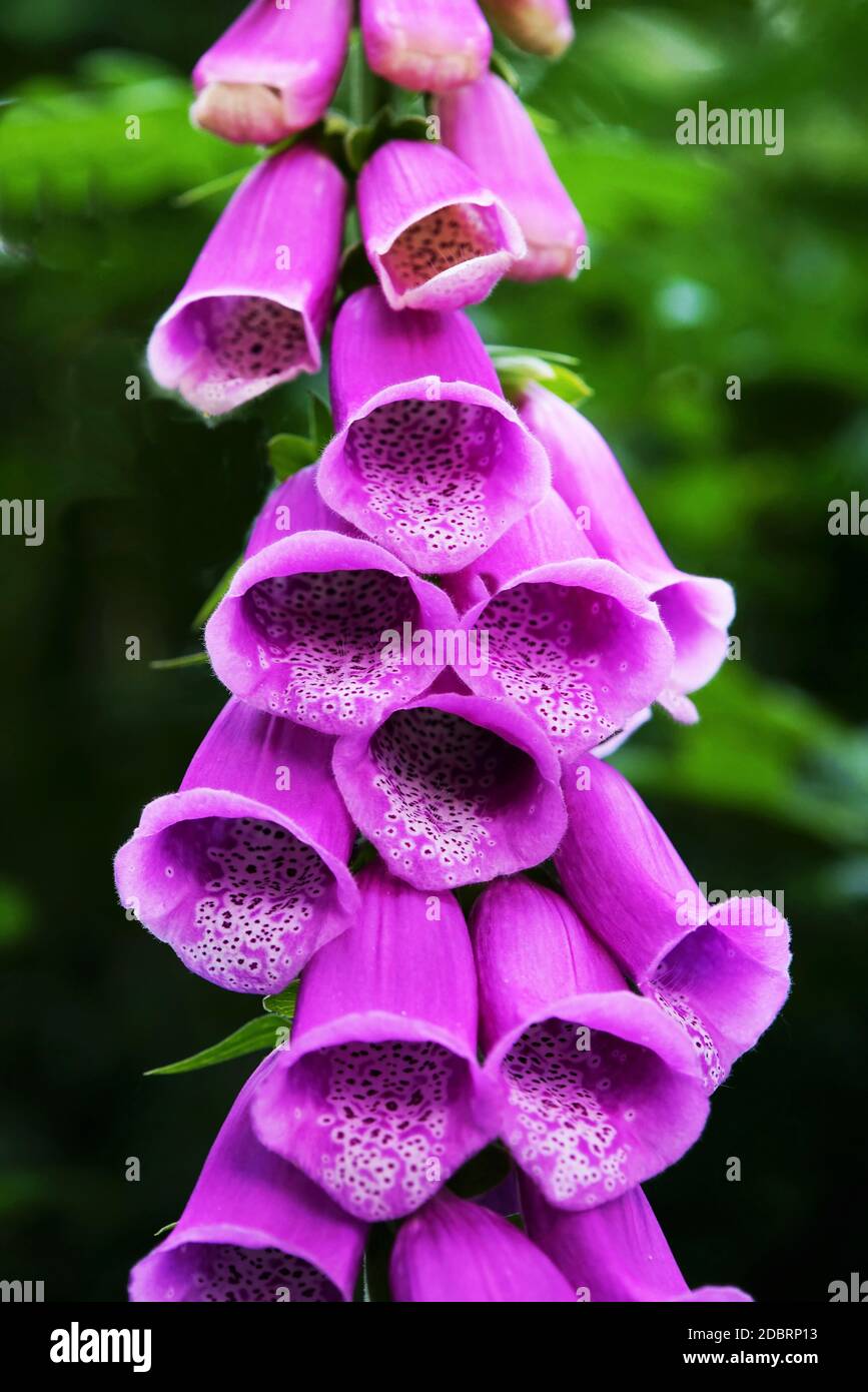 Flowers of foxglove under a blue sky in summer Stock Photo