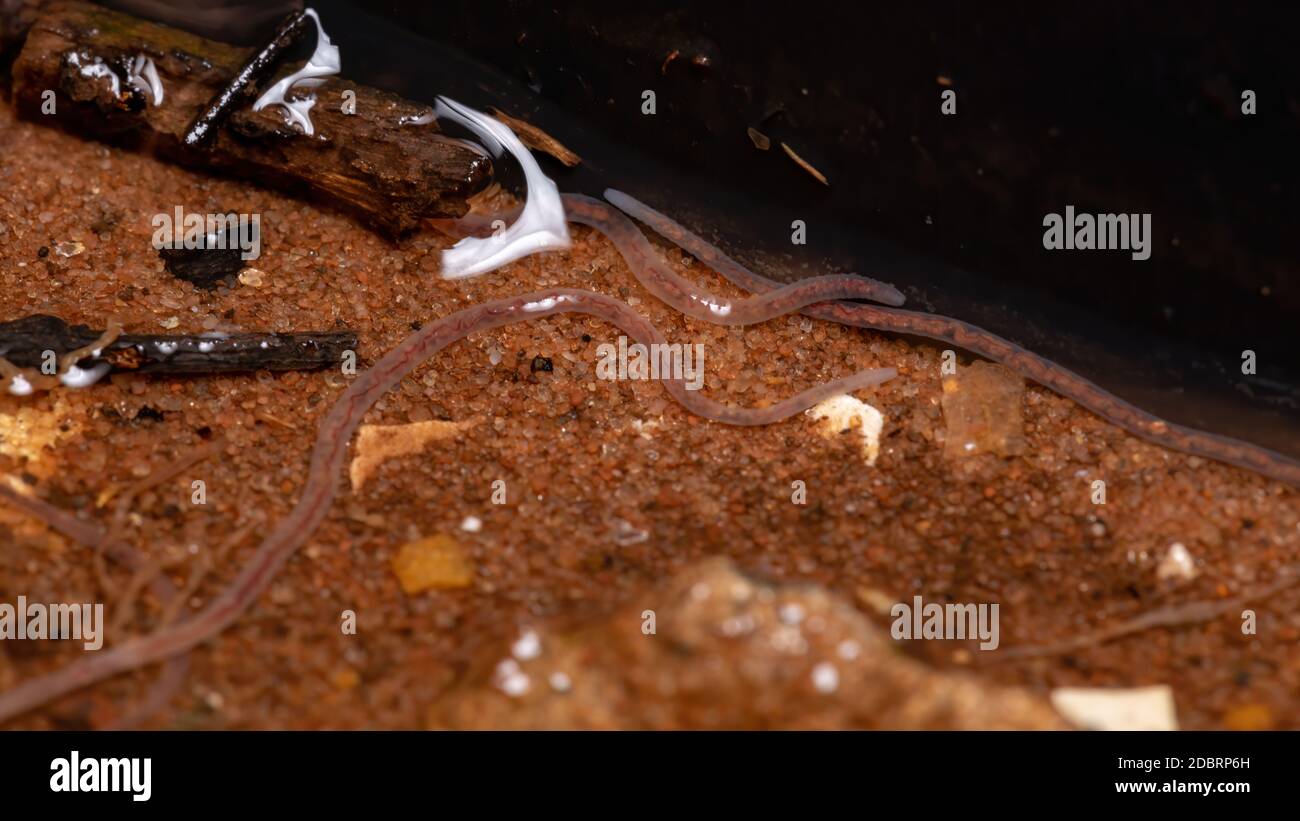 Brazilian Adult Earthworms of the Family Lumbricidae Stock Photo