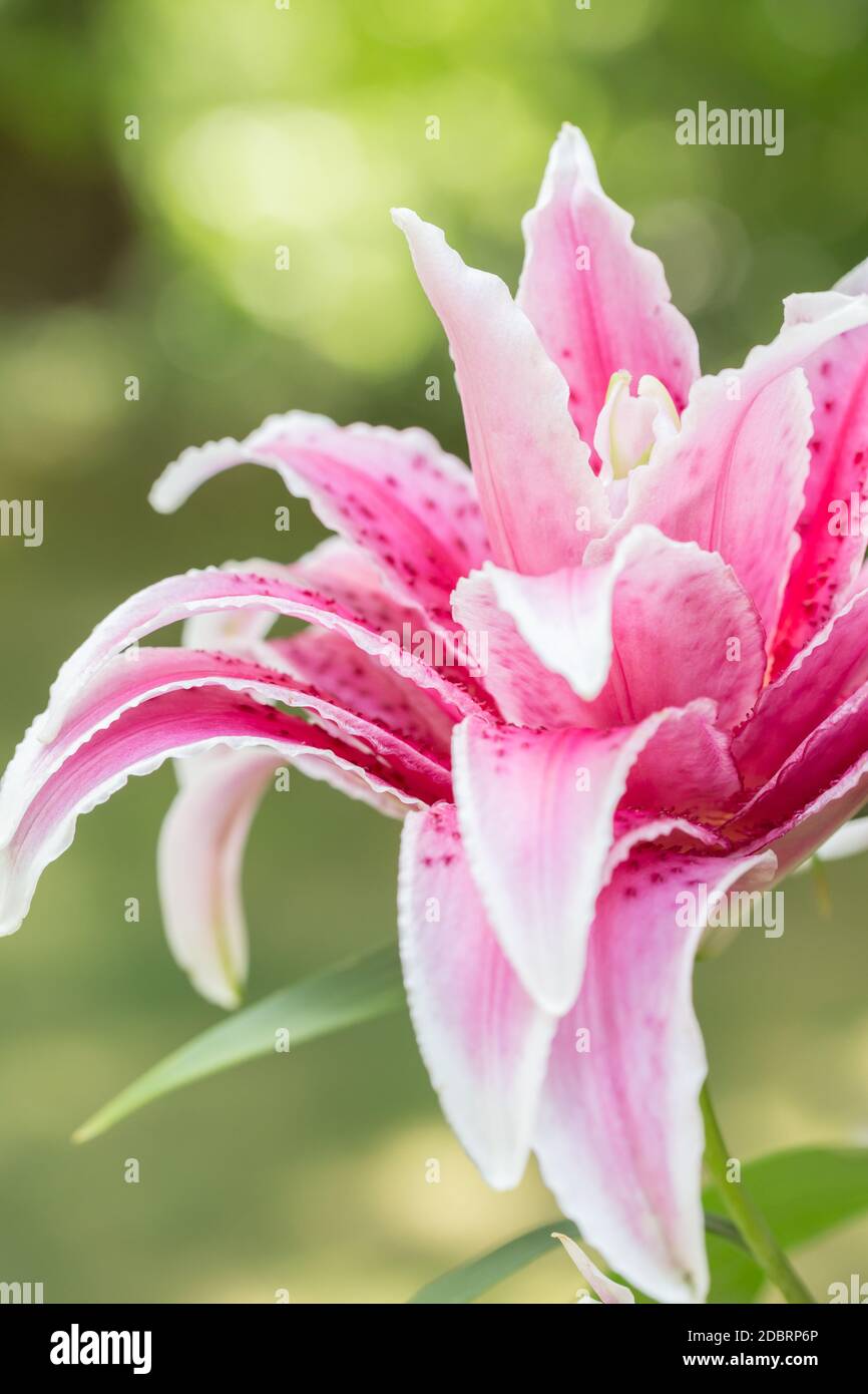 Gorgeous star gazer lily with three times the petals as the traditional lily. Stock Photo