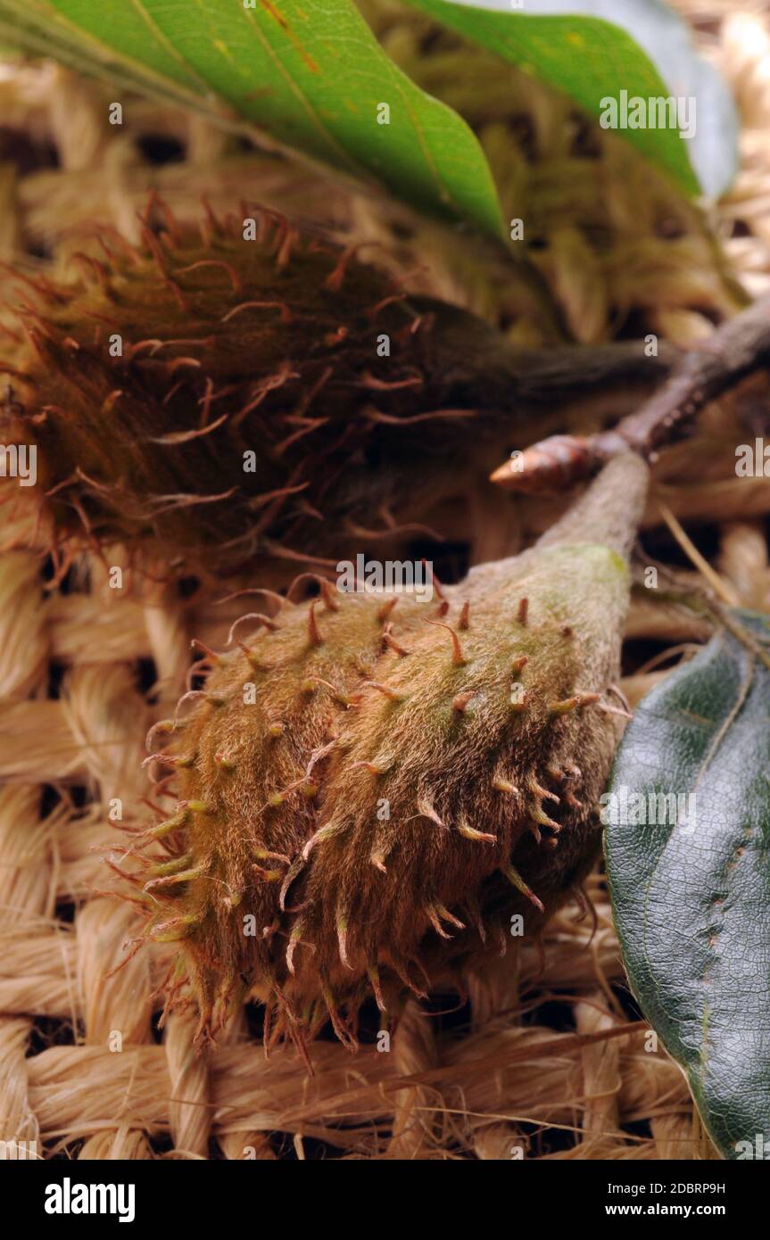 Beech tree seeds hires stock photography and images Alamy