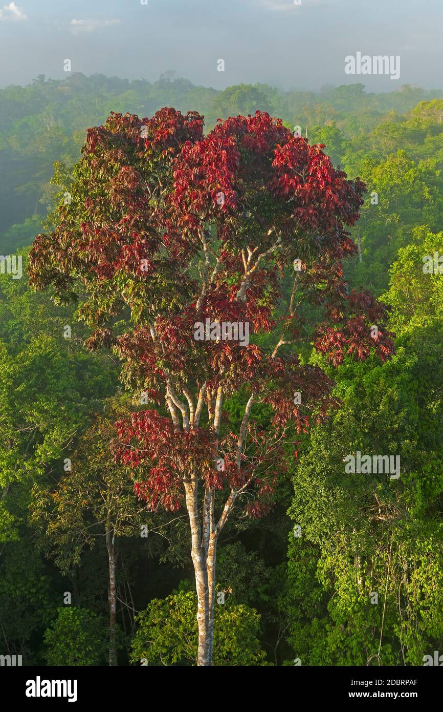 Distinctive Red Leaved Tree in the Amazon Rain Forest Canopy near Alta