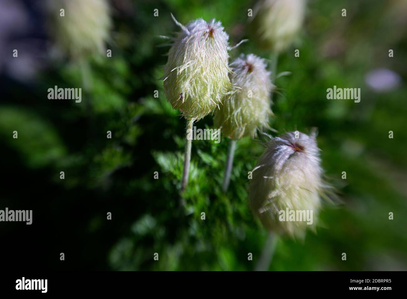 WASHINGTON - Seedpods of the Western Anemone viewed along the trail to Herman Pass in the Mount Baker - Snoqualmie National Forest. Lensbaby Stock Photo