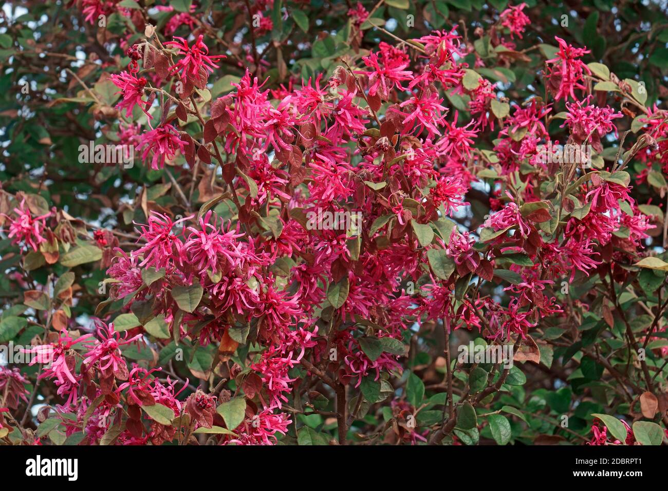 Redleaf loropetalum (Loropetalum chinense var. rubrum). Stock Photo