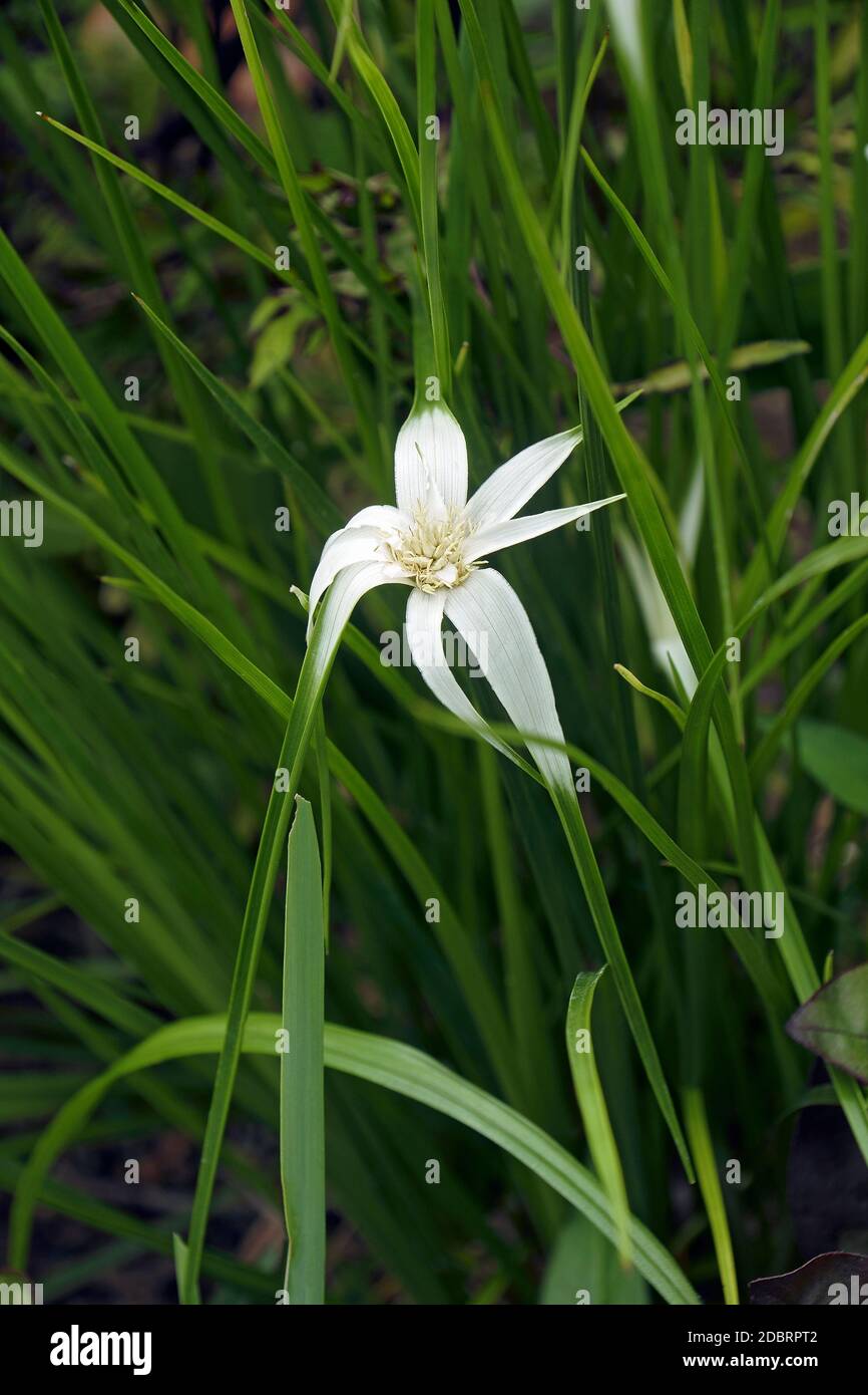 Star grass (Rhynchospora colorata). Called Pond plant, Starrush whitetop, White-topped sedge and White star sedge  also. Another scientific name is Di Stock Photo