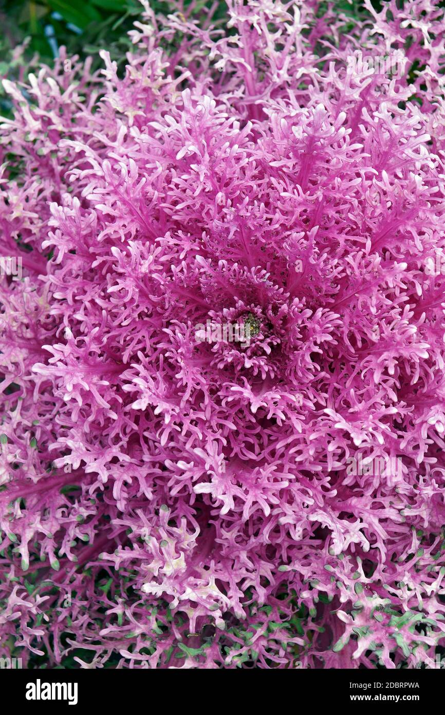 Ornamental Kale (Brassica oleracea). Called Leaf cabbage also Stock