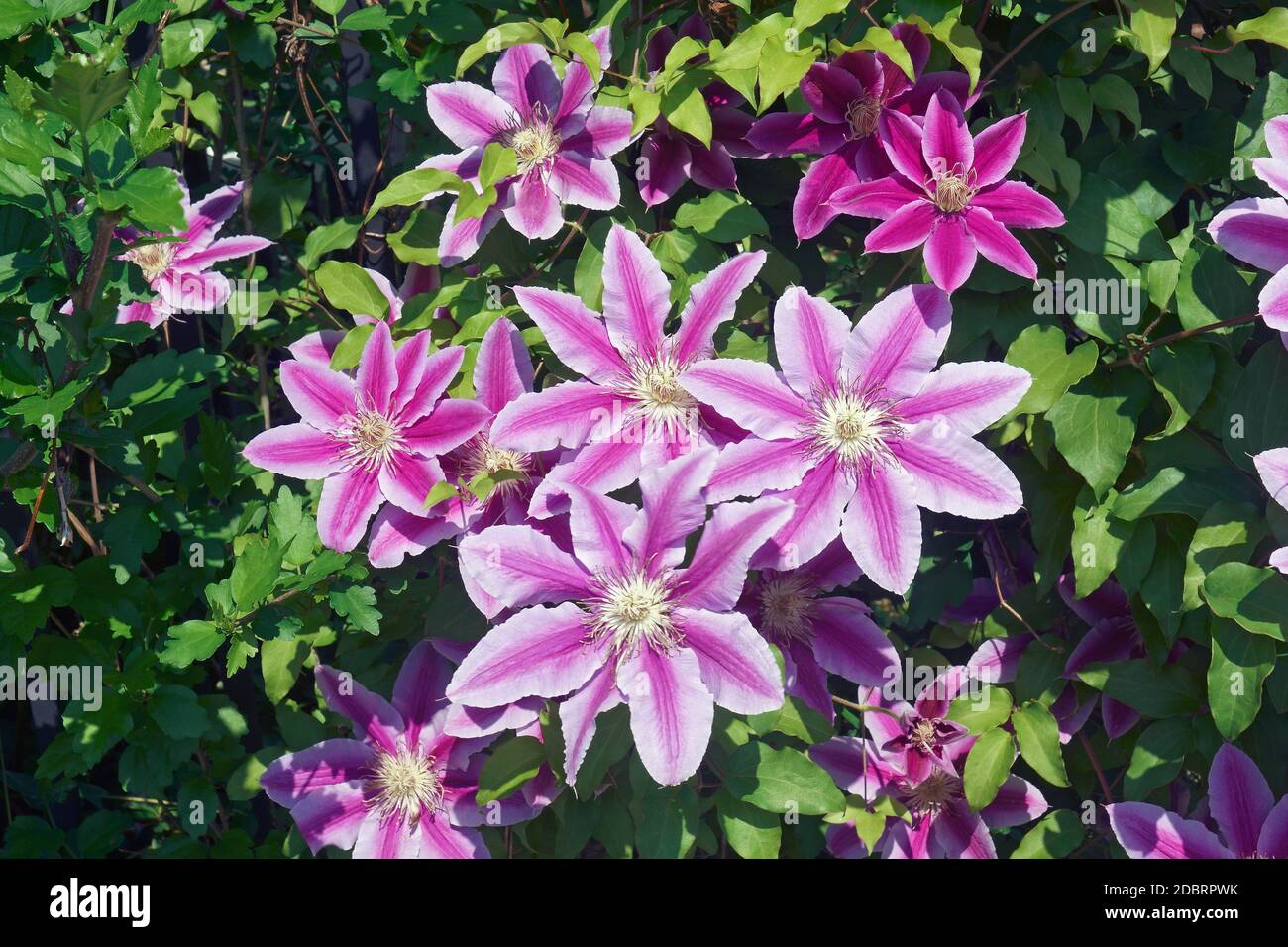 Barbara Jackman Clematis (Clematis Barbara Jackman Stock Photo - Alamy