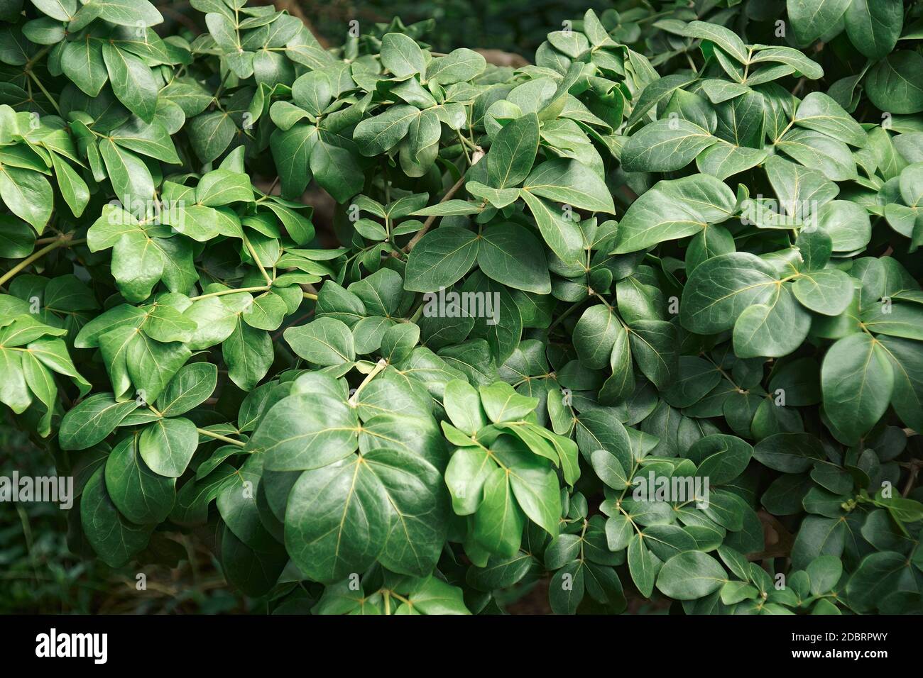 Roughbark lignum-vitae (Guaiacum officinale). Called Guaiacwood also