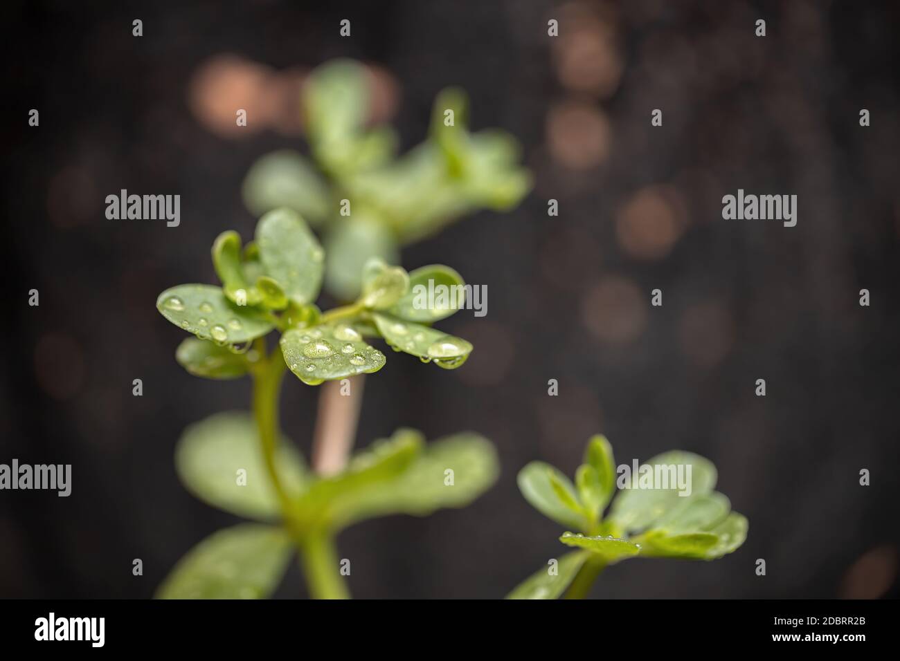 Common Purslane plant of the species Portulaca oleracea Stock Photo