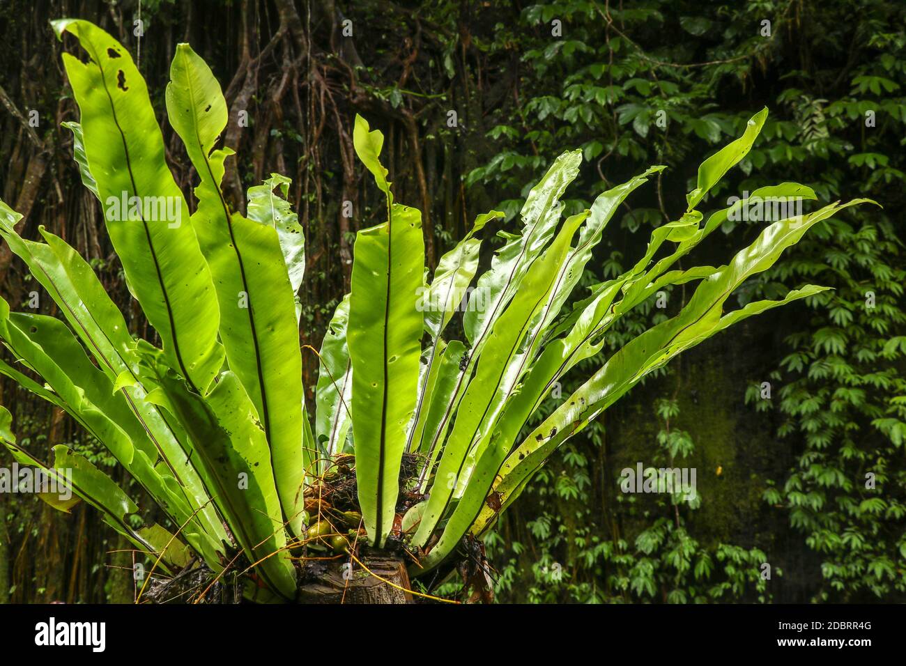 Asplenium nidus Epiphyte leaves close up. Soft focus green leaves of Fern Bird's Nest in the tropical jungle, exterior outdoor decoration. Green plant Stock Photo