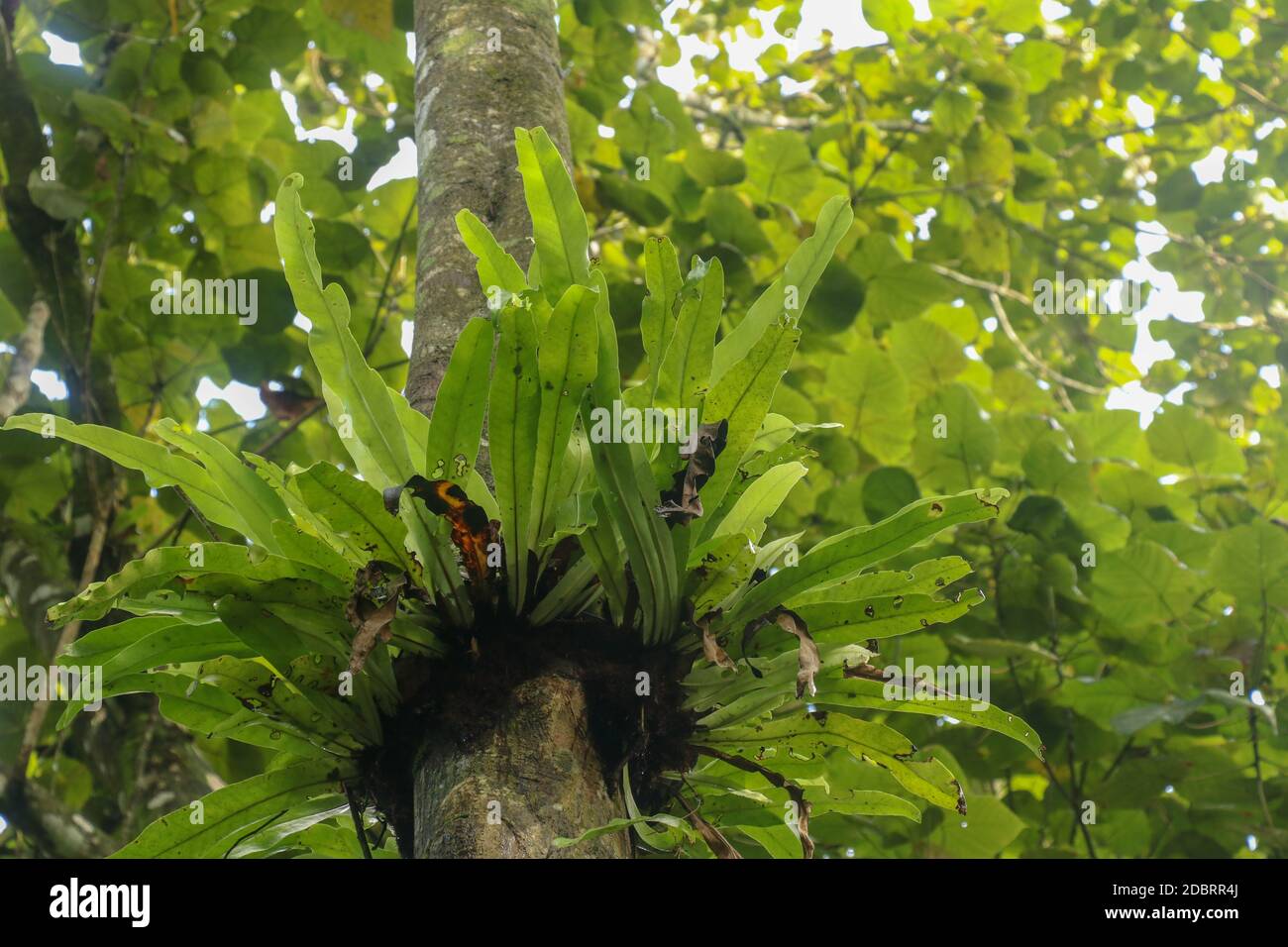 Asplenium Nidus Epiphyte tropical fern on tree trunk, Bali, Indonesia