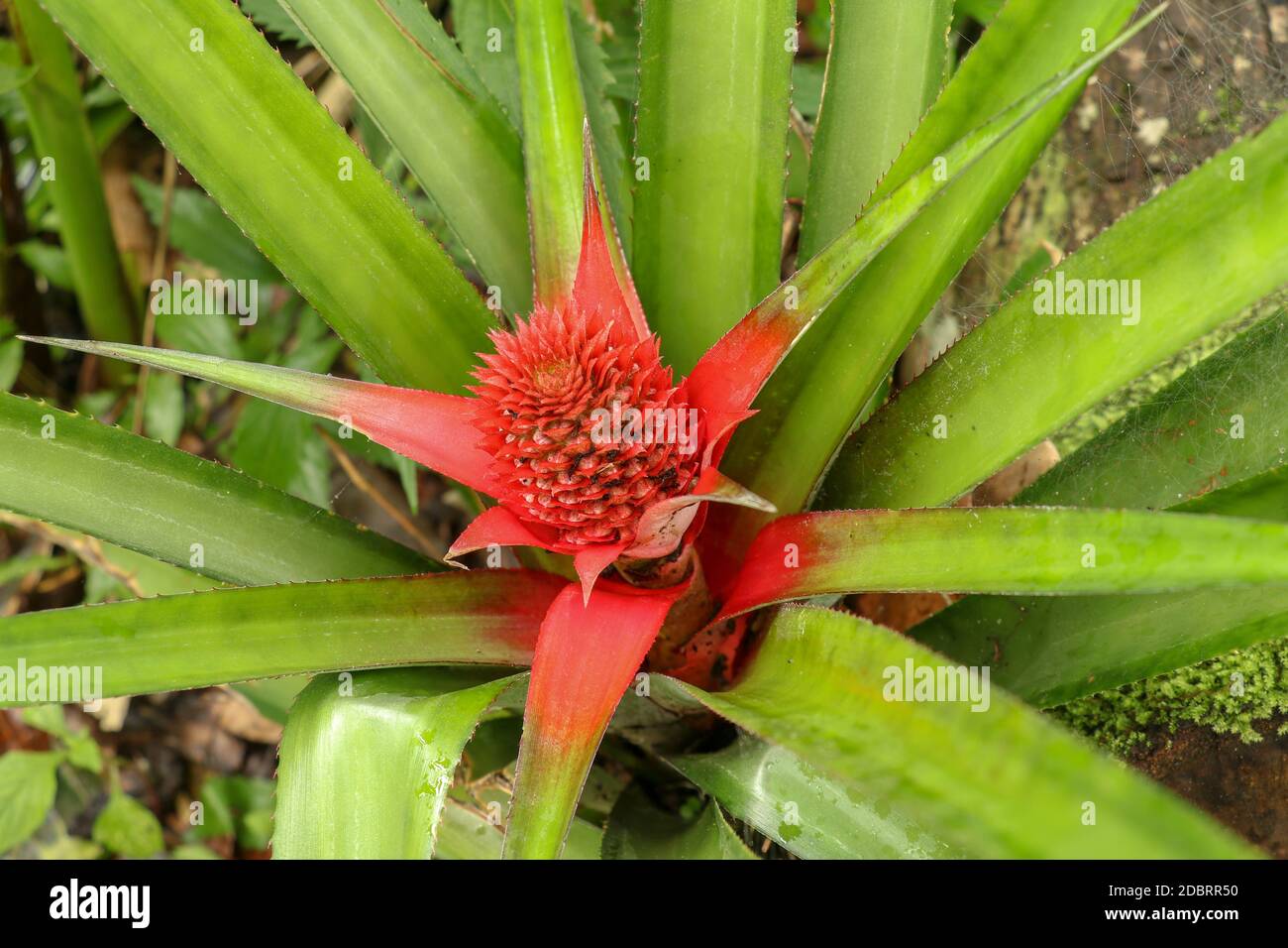Close up of red Pineapple flowers growing on a tropical bromeliad plant with red leaves, Bali, Indonesia. Young Ananas Comosus Variegatus. Pink Dwarf Stock Photo