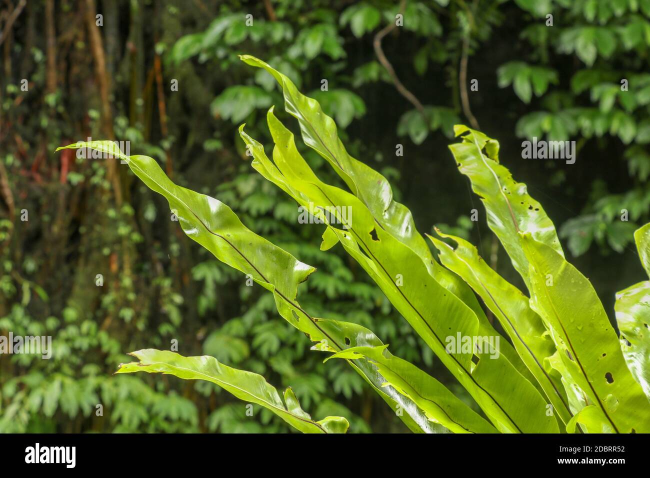 Asplenium nidus Epiphyte leaves close up. Soft focus green leaves of Fern Bird's Nest in the tropical jungle, exterior outdoor decoration. Green plant Stock Photo