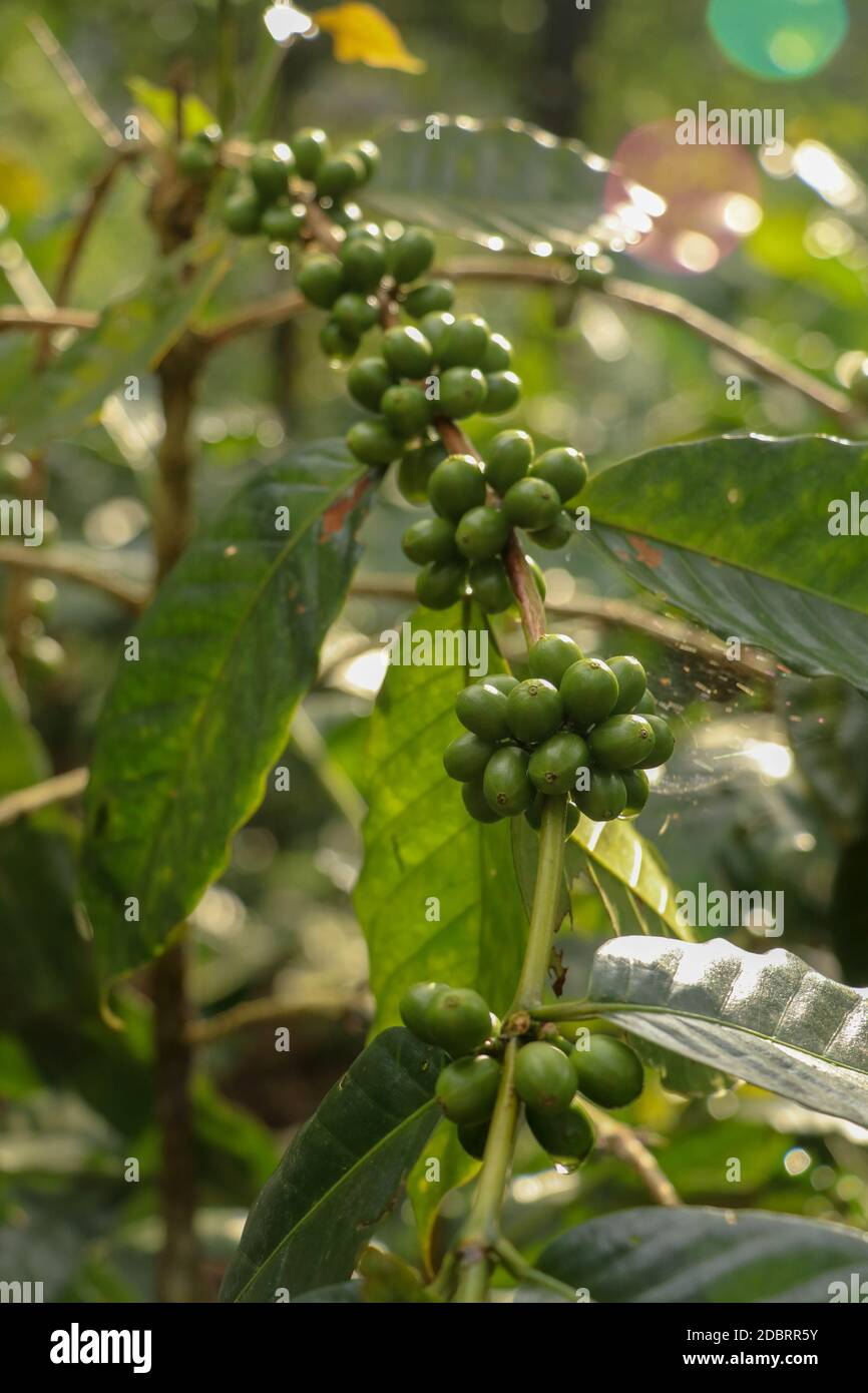 Arabica coffee beans. Coffea arabica green coffee beans on the tree