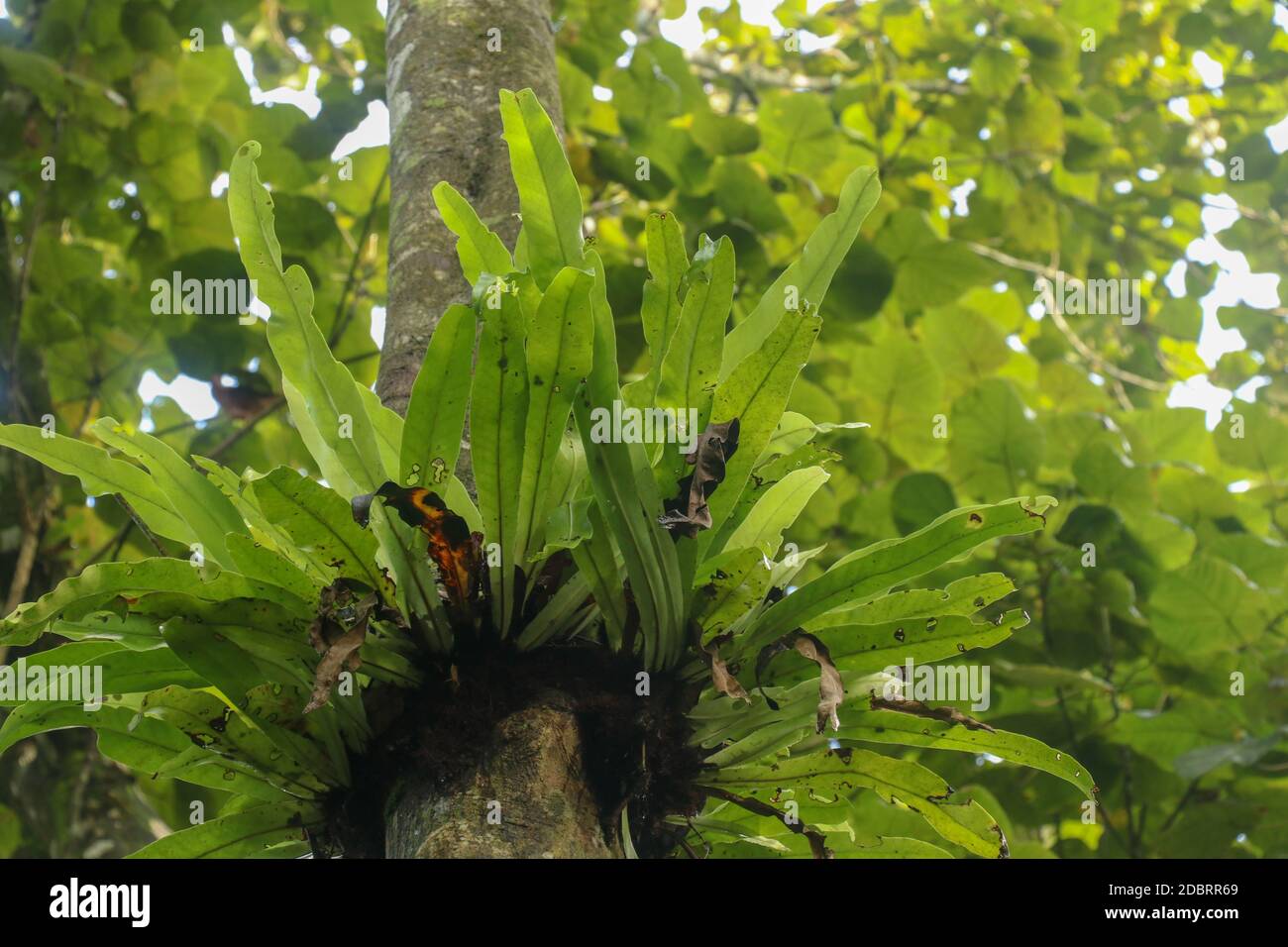 Native family living in forest hi-res stock photography and images - Alamy