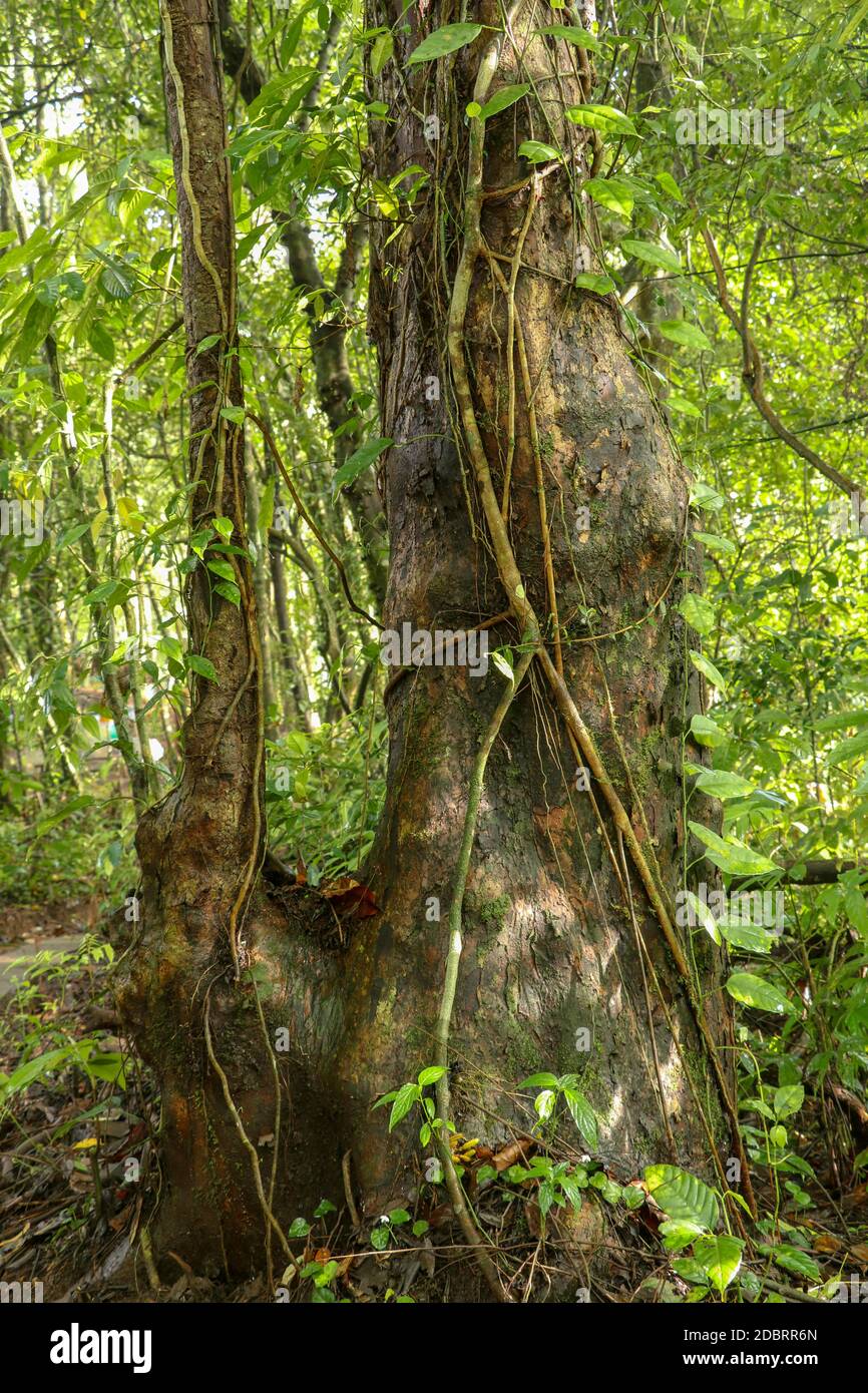 Big tree in Asian tropical rainforest. Green tree ferns in tropical jungle. Long creepers cling to a tree trunk. Liana wraps around a tree. Green dens Stock Photo