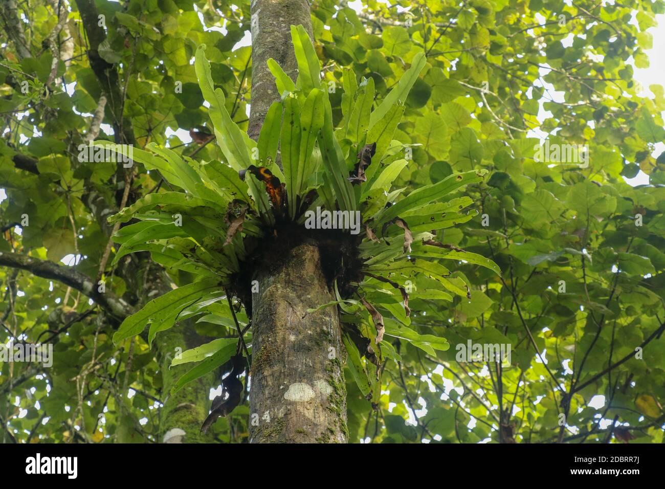 Asplenium Nidus Epiphyte tropical fern on tree trunk, Bali, Indonesia
