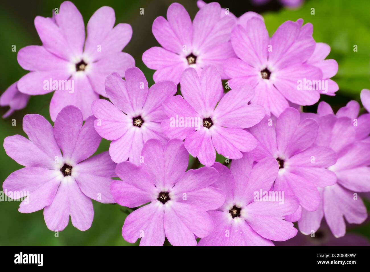 Japanese primrose (Primula sieboldii). Called Asiatic primrose and Cortusoides primula also. Another scientific name is Primula patens. Stock Photo