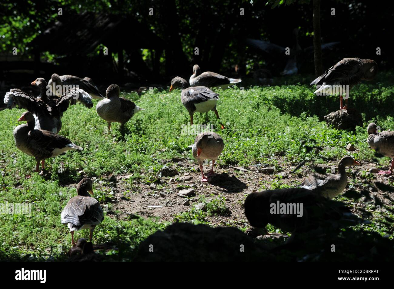 Group of goslings in a naturalist oasis Stock Photo