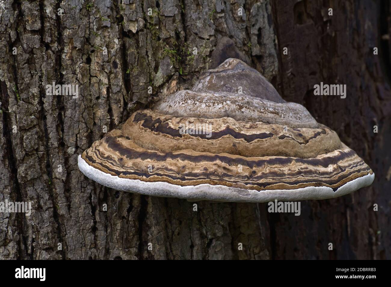 Artist’s conk fungus (Ganoderma applanatum). Called Artist’s bracket ...