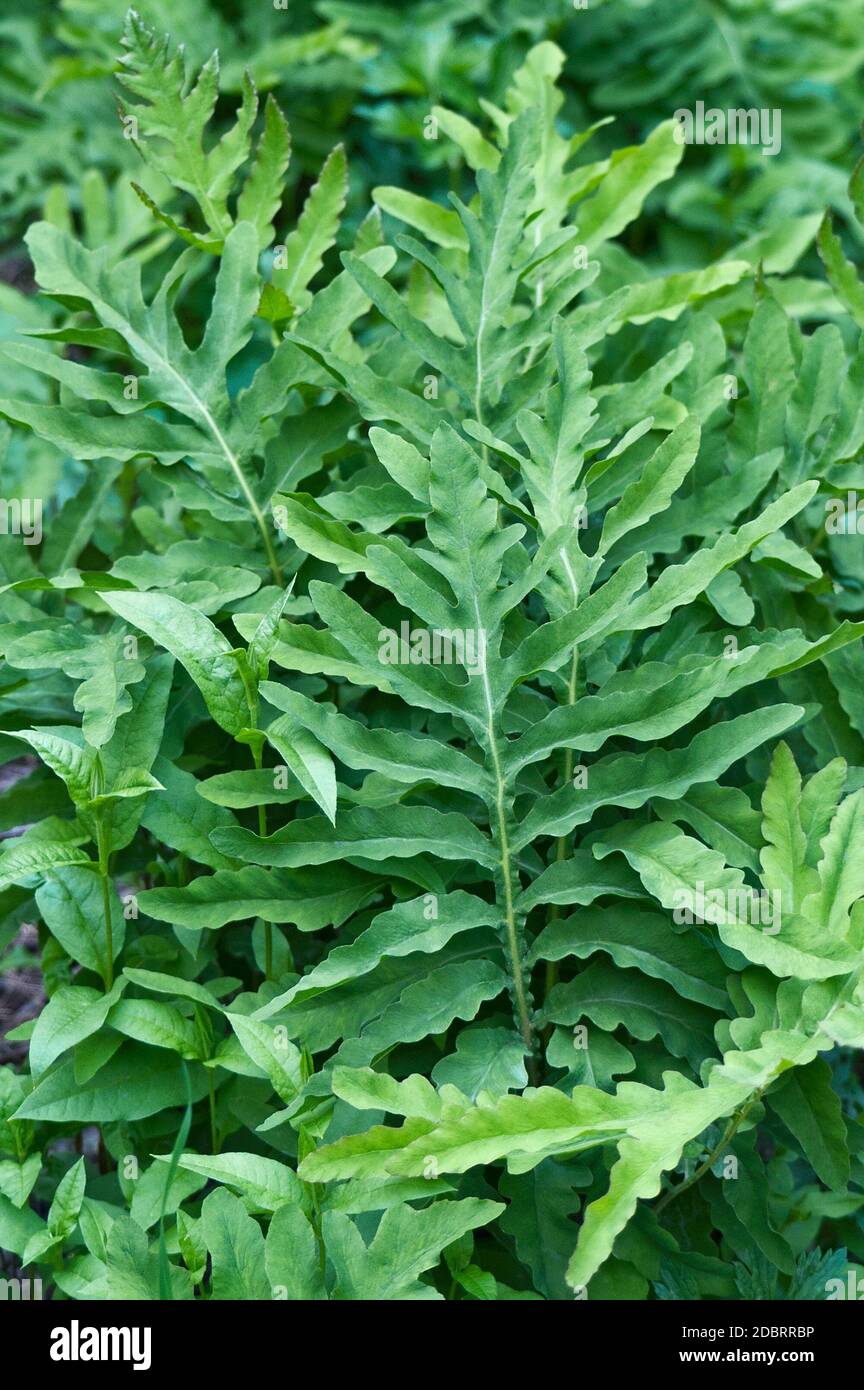 Sensitive fern (Onoclea sensibilis). Called Bead fern also Stock Photo